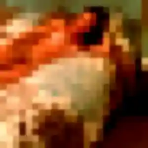 Photo de Sana à Arrest (39 ans) - plan cul anonyme