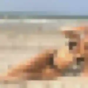 Thais, 38 ans, disponible à Naisey-les-Granges pour une rencontre coquine