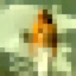 Honorine de Nostang, 21 ans - plan cul en toute liberté