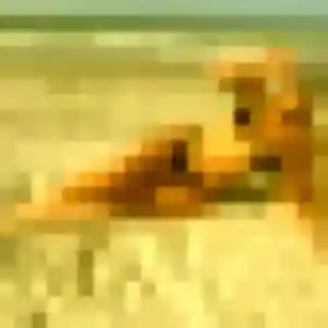 Zelie, fille de 34 ans veut plan cul à Saint-Martin-aux-Buneaux